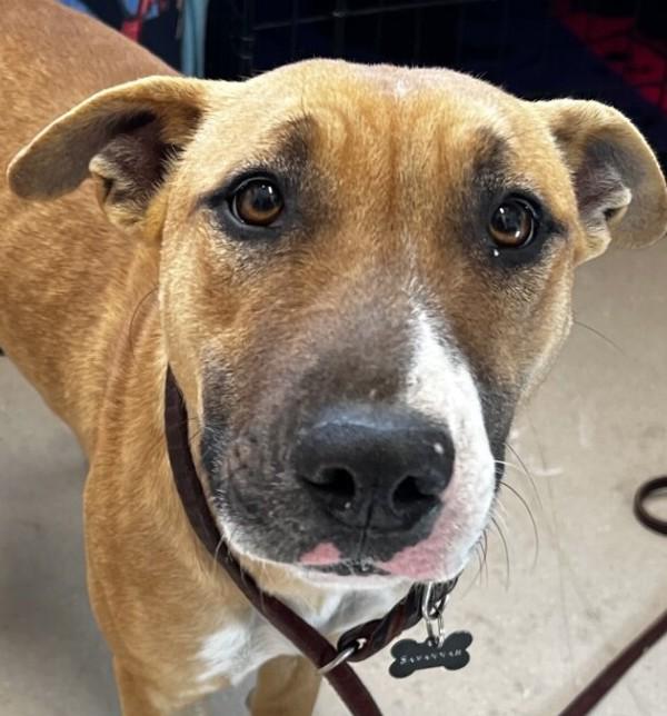 Mini Mona, Adoptable, Adult Female Bull Terrier & Pit Bull Terrier.