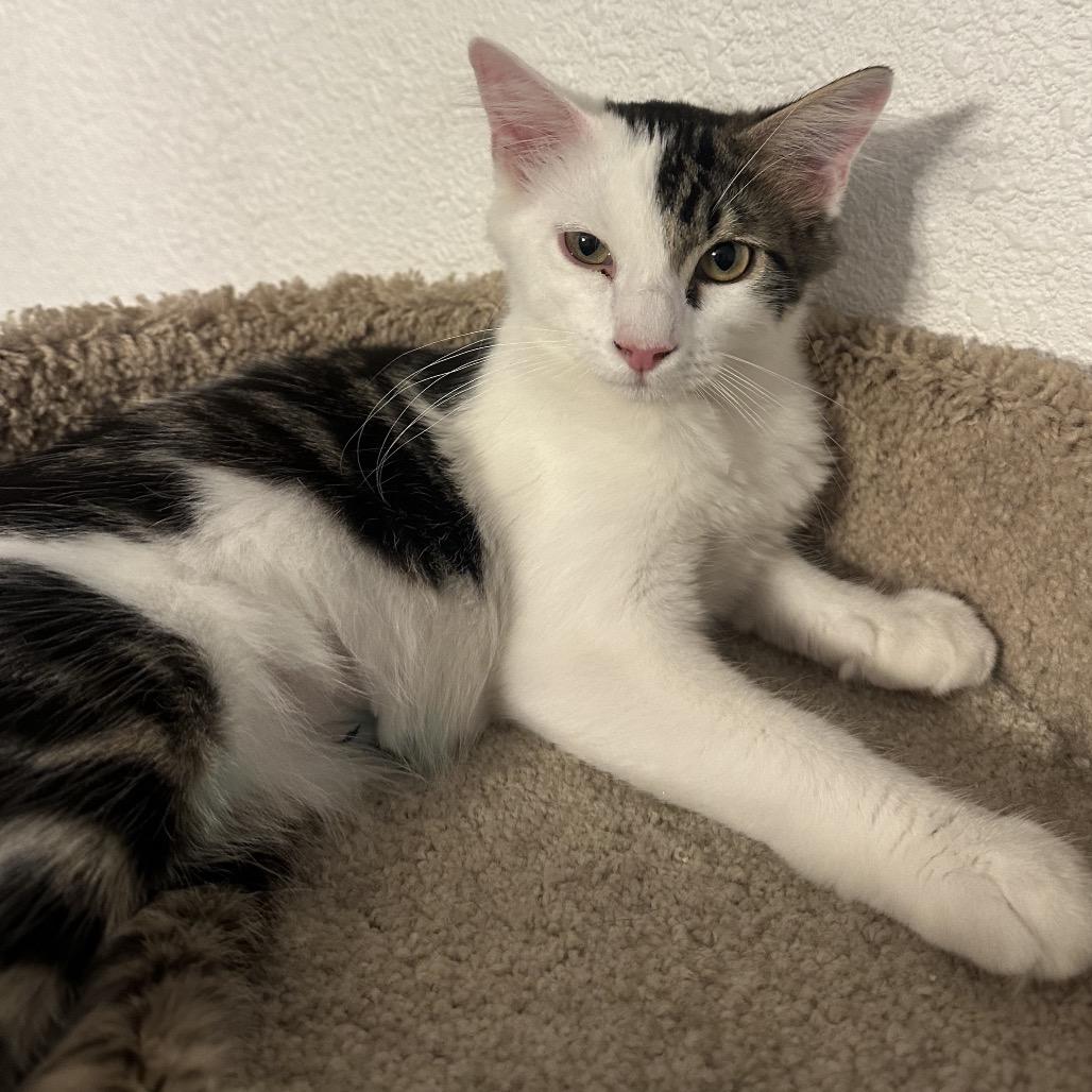 Enlarge Leo, a Adoptable Domestic Medium Hair in Layton, UT image 1/1