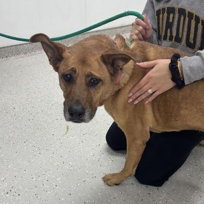 Nala — thumbnail 2