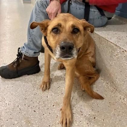 Enlarge Nala, a Adoptable mixed breed in Indianapolis, IN image 2/6