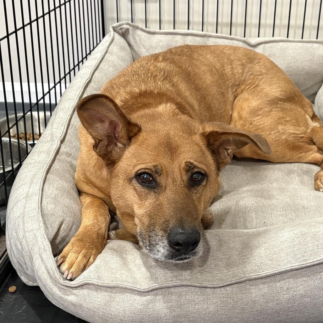 Enlarge Nala, a Adoptable mixed breed in Indianapolis, IN image 4/6