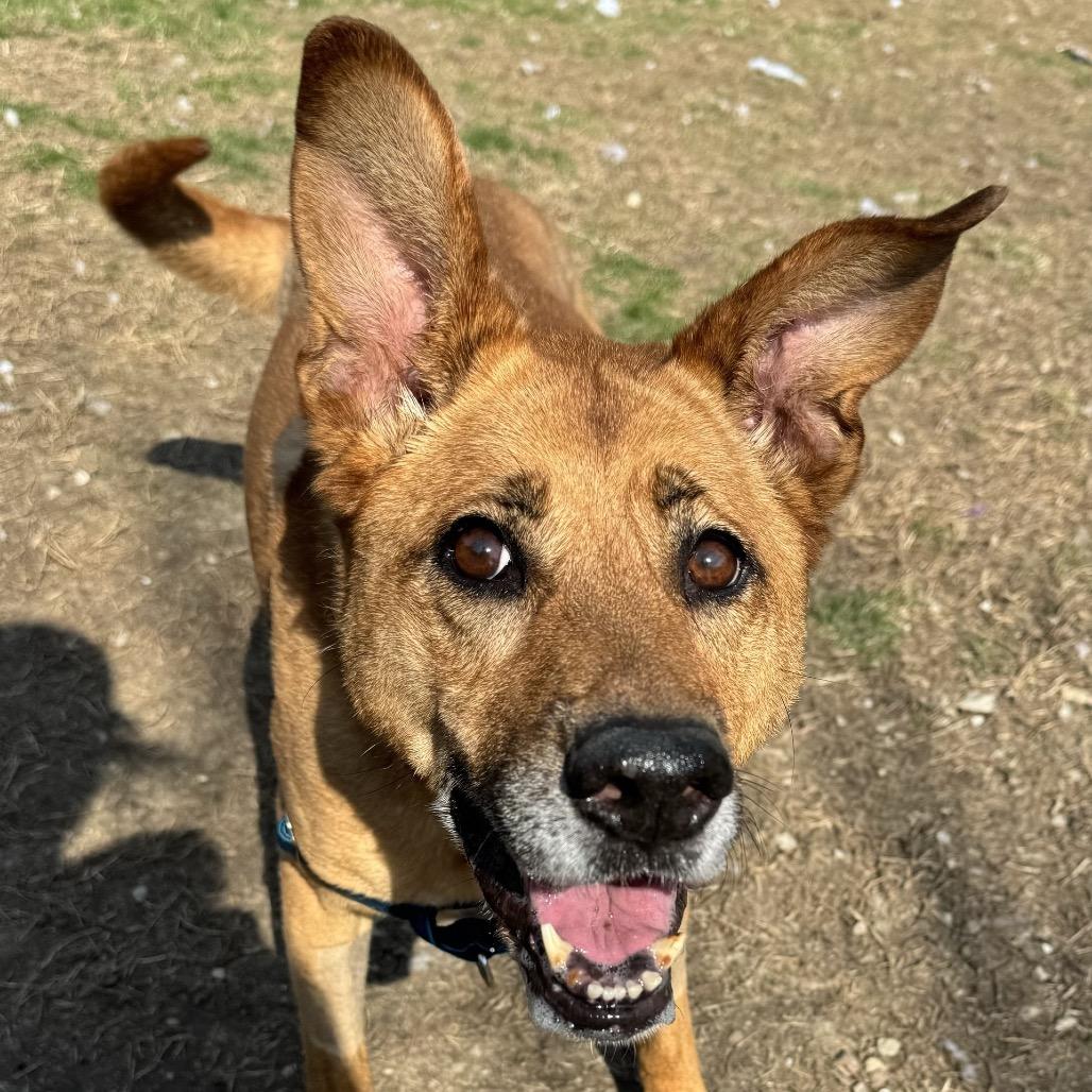 Enlarge Nala, a Adoptable mixed breed in Indianapolis, IN image 6/6