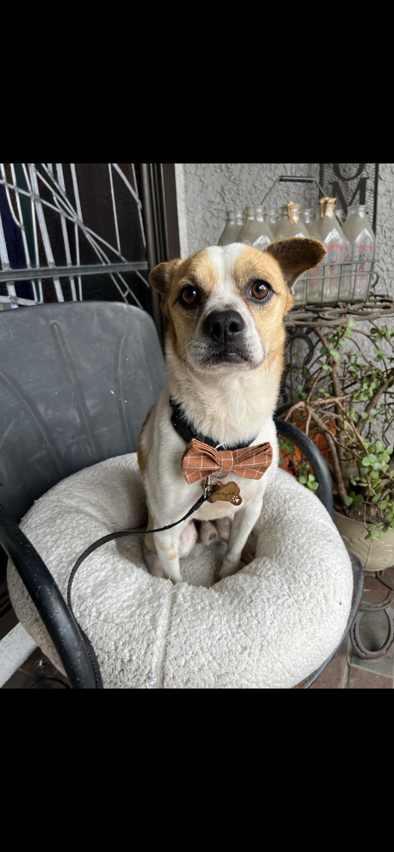 Buster - The Quiet Little Boy, Adult Male Boston Terrier