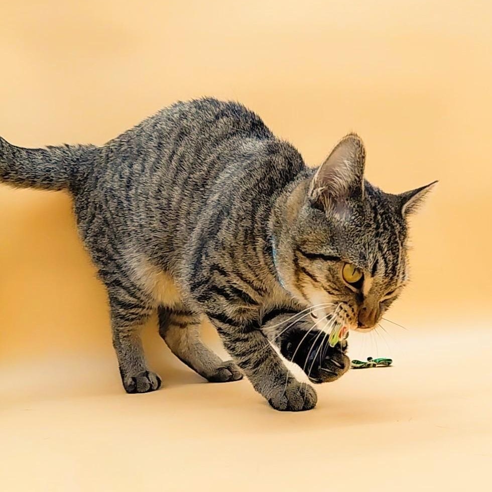 Fujita — thumbnail 2