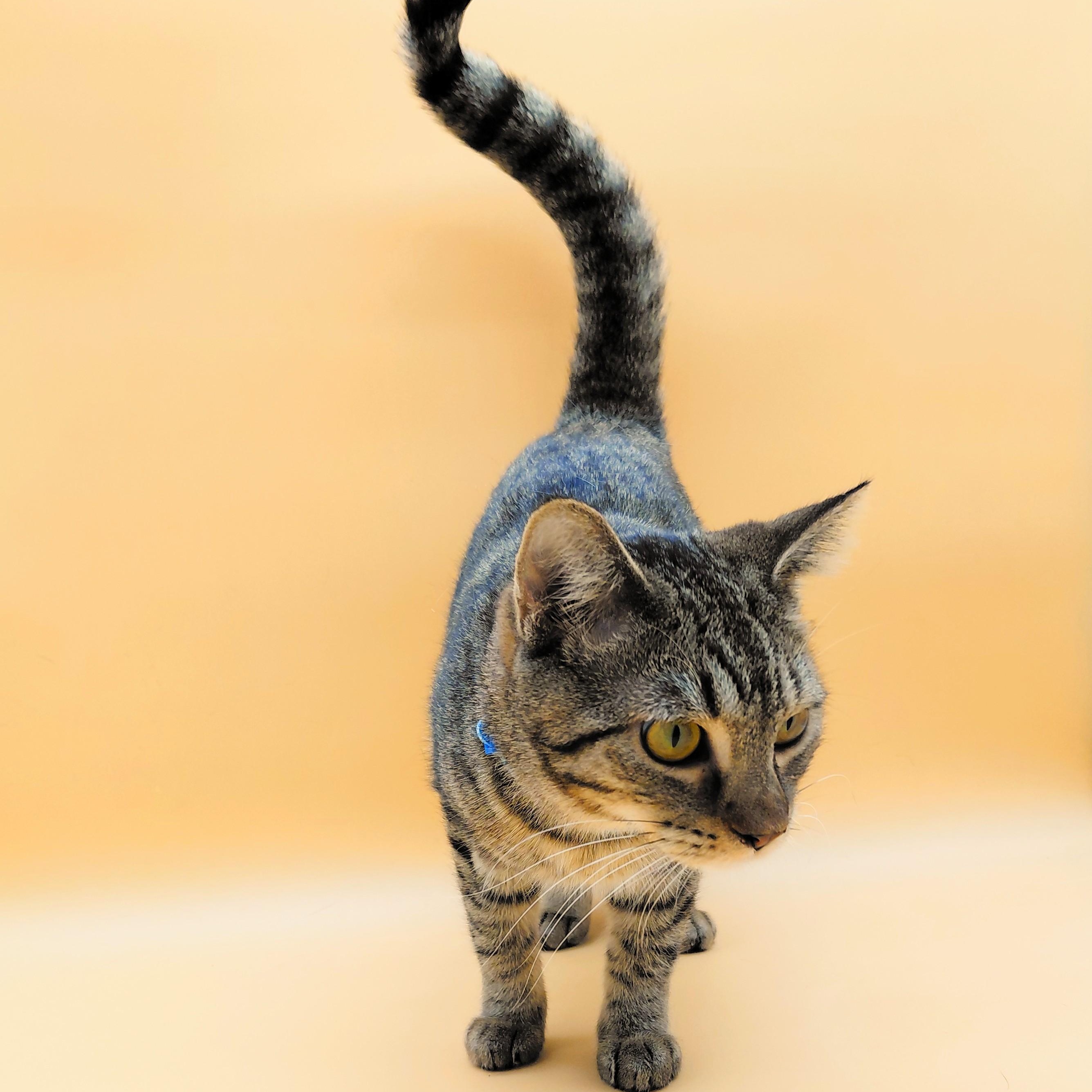 Fujita — thumbnail 3