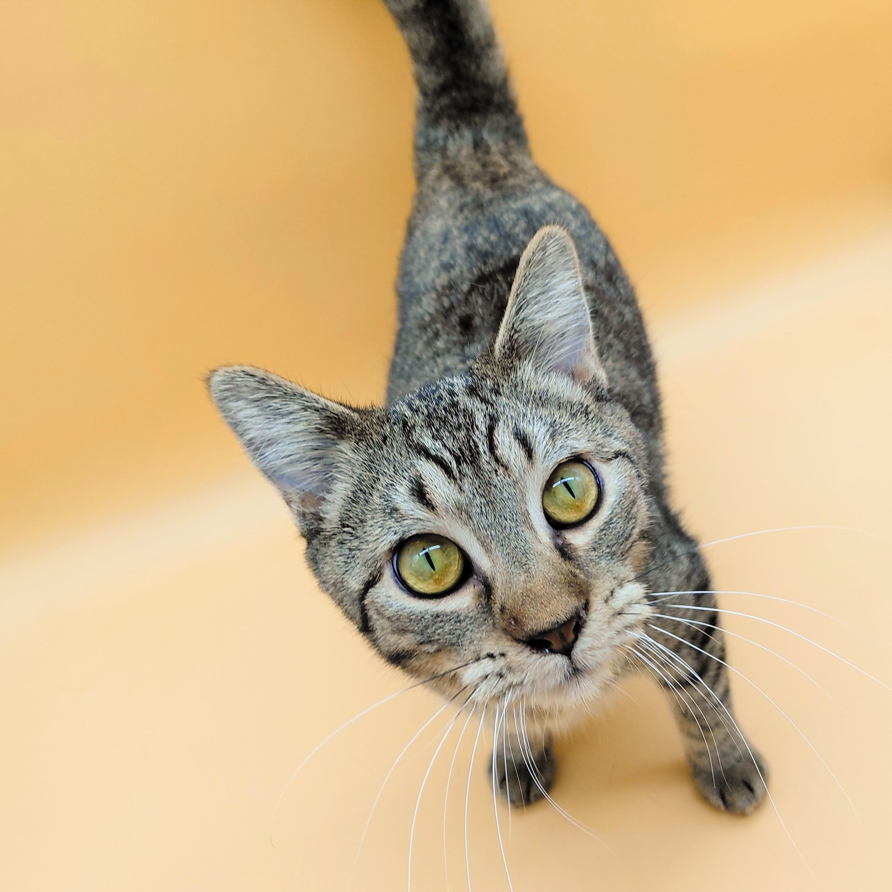 Fujita — thumbnail 5