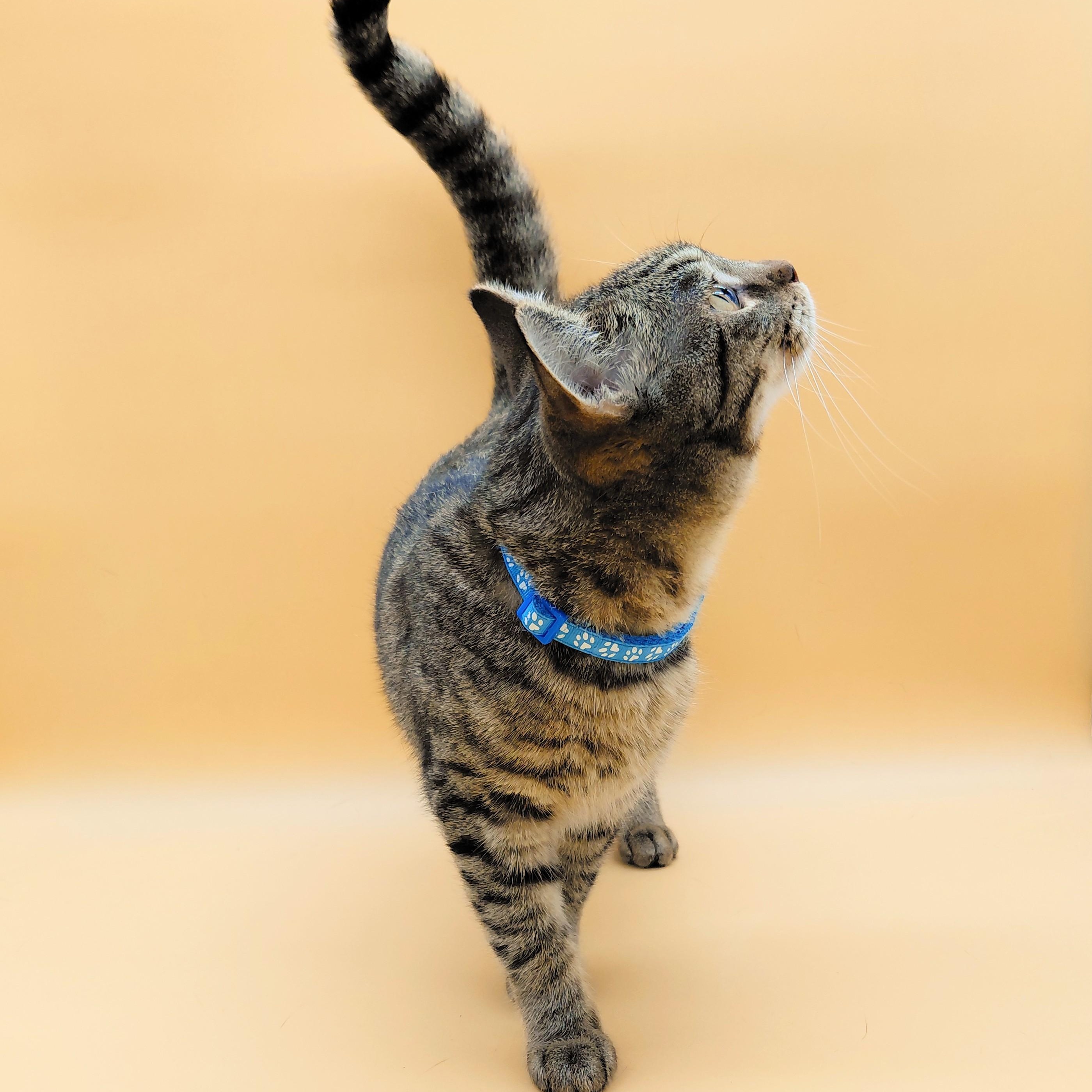 Fujita — thumbnail 6