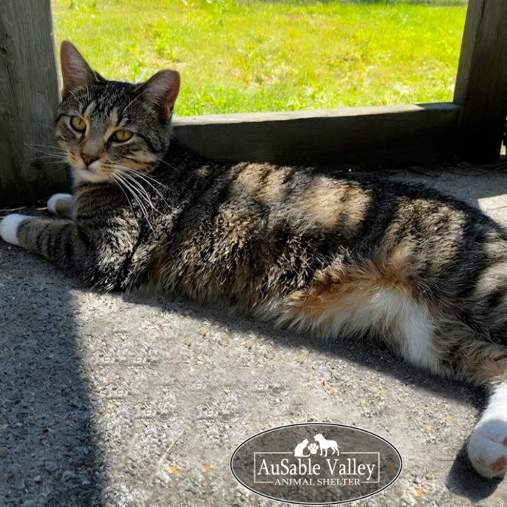Bandit, an adoptable Domestic Short Hair in Grayling, MI, 49738 | Photo Image 1
