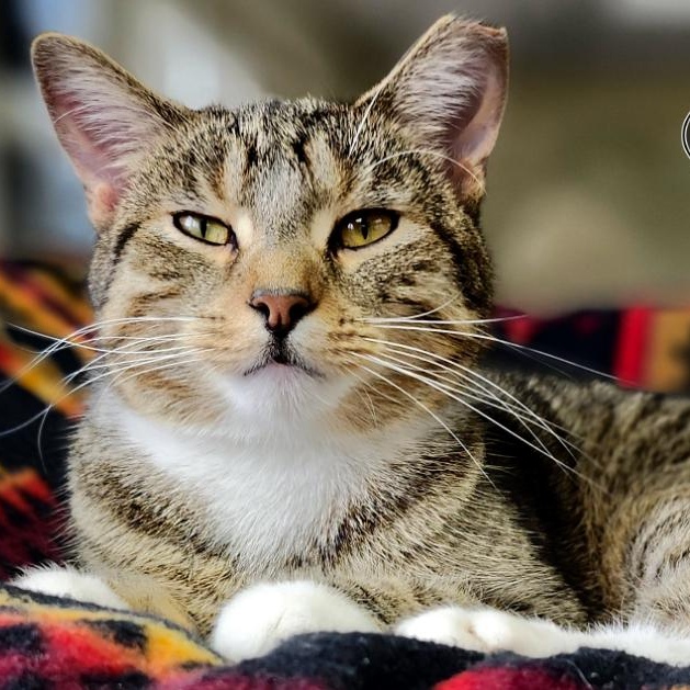 Bandit, an adoptable Domestic Short Hair in Grayling, MI, 49738 | Photo Image 5