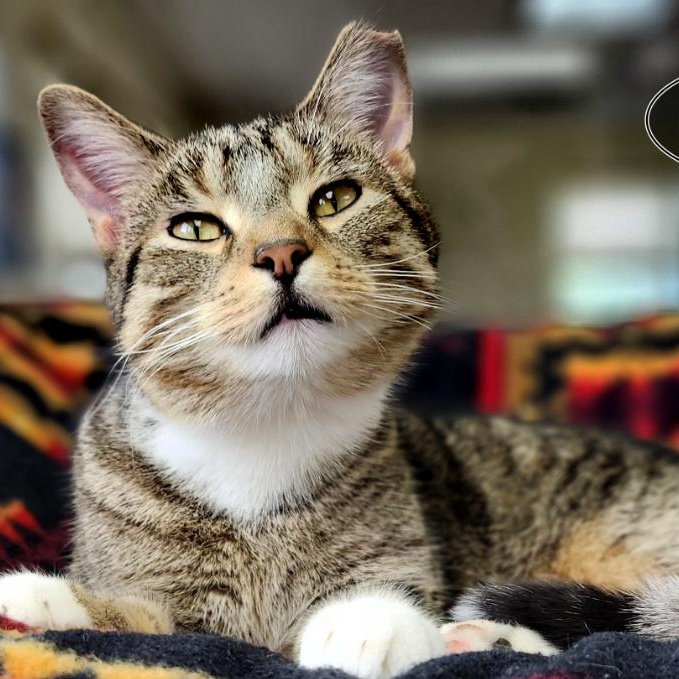 Bandit, an adoptable Domestic Short Hair in Grayling, MI, 49738 | Photo Image 3
