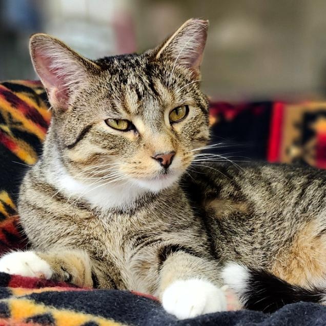 Bandit, an adoptable Domestic Short Hair in Grayling, MI, 49738 | Photo Image 4