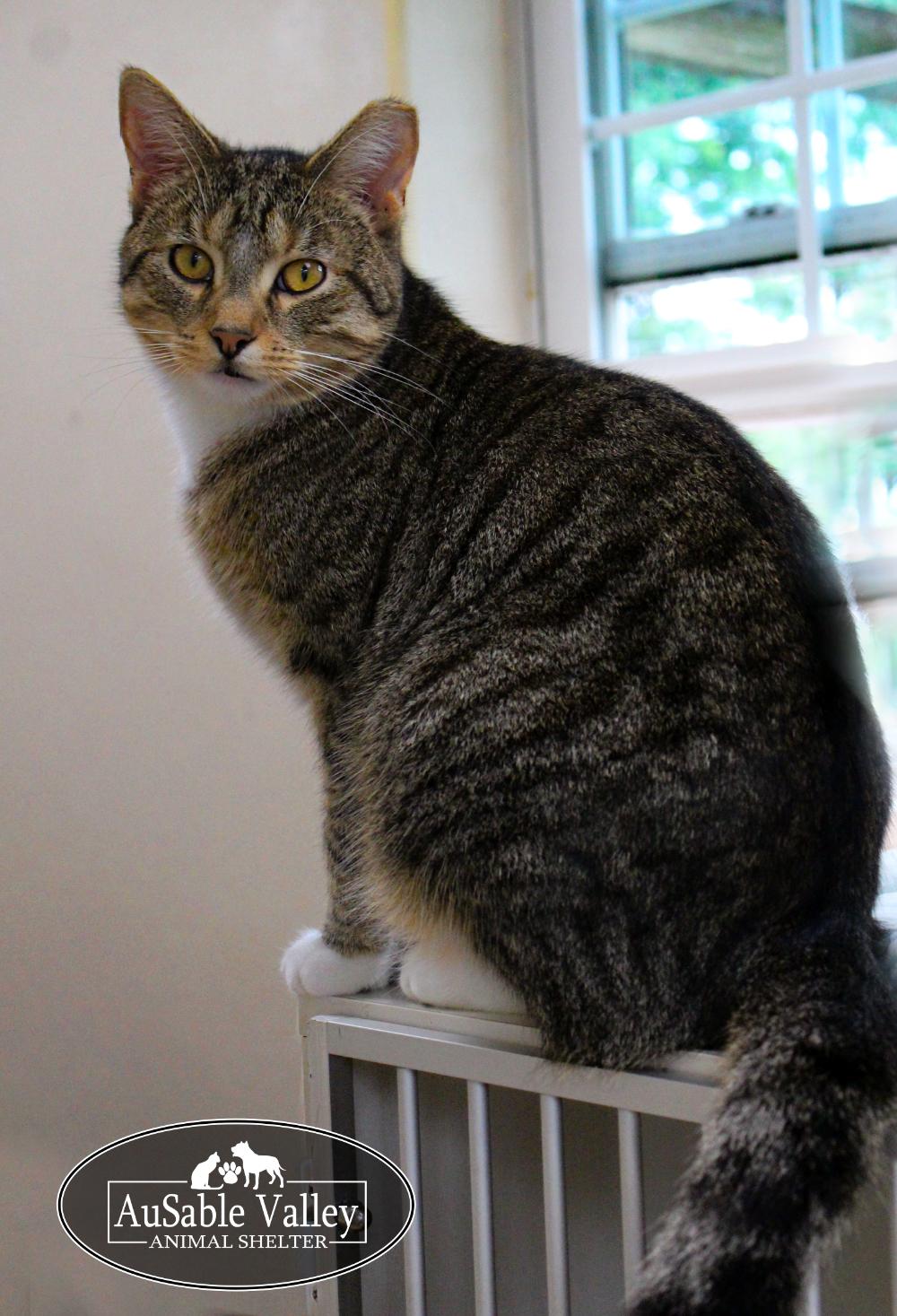 Bandit, an adoptable Domestic Short Hair in Grayling, MI, 49738 | Photo Image 6