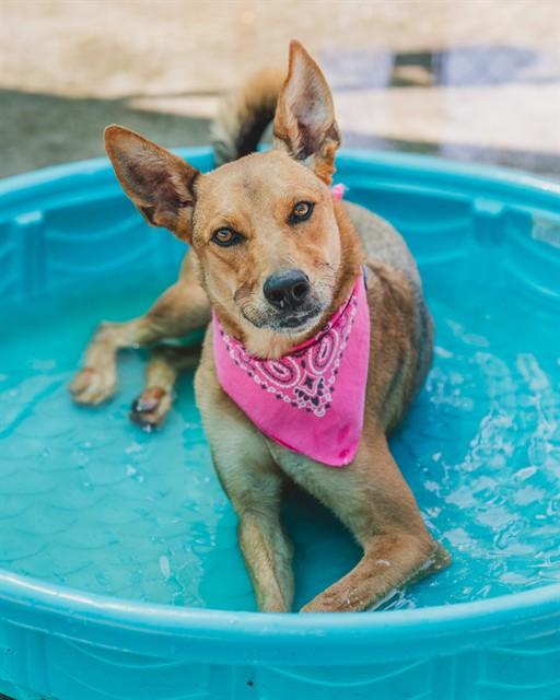 Enlarge DAKOTA, a Adoptable Carolina Dog in Miami, FL image 1/1