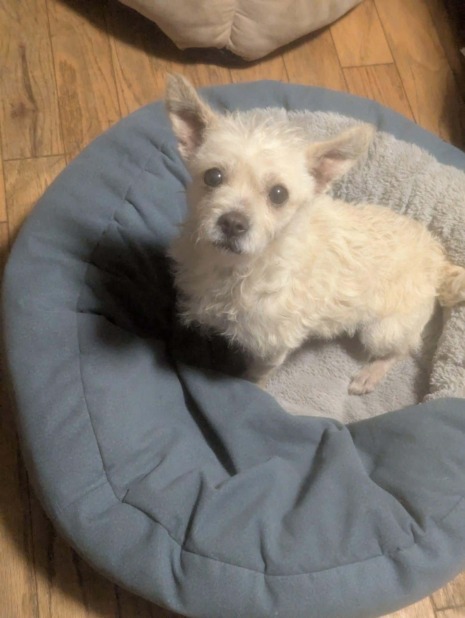 Enlarge Bethany , a ADOPTABLE mixed breed in Oakland, CA image 5/5