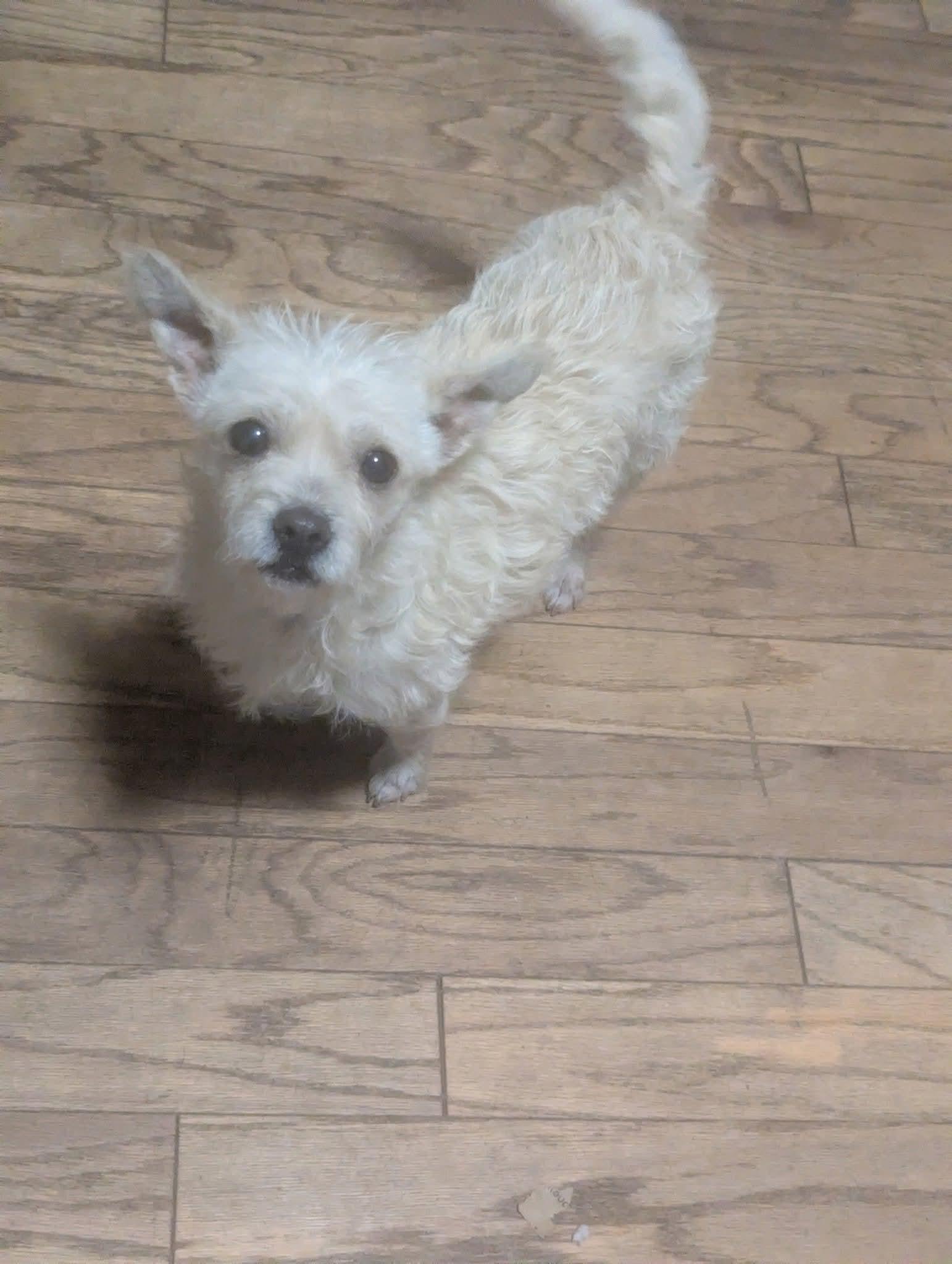 Bethany , ADOPTABLE, Adult Female Maltese & Pomeranian.