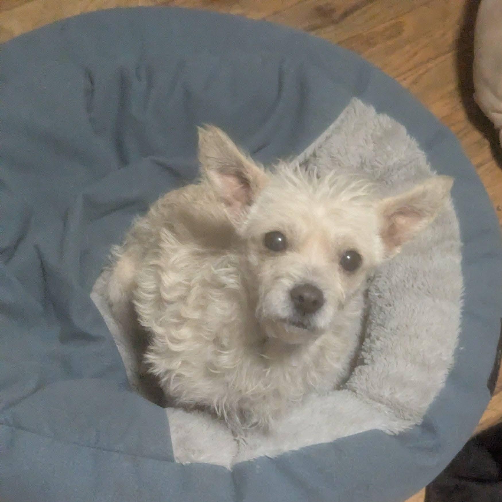 Enlarge Bethany , a ADOPTABLE mixed breed in Oakland, CA image 4/5