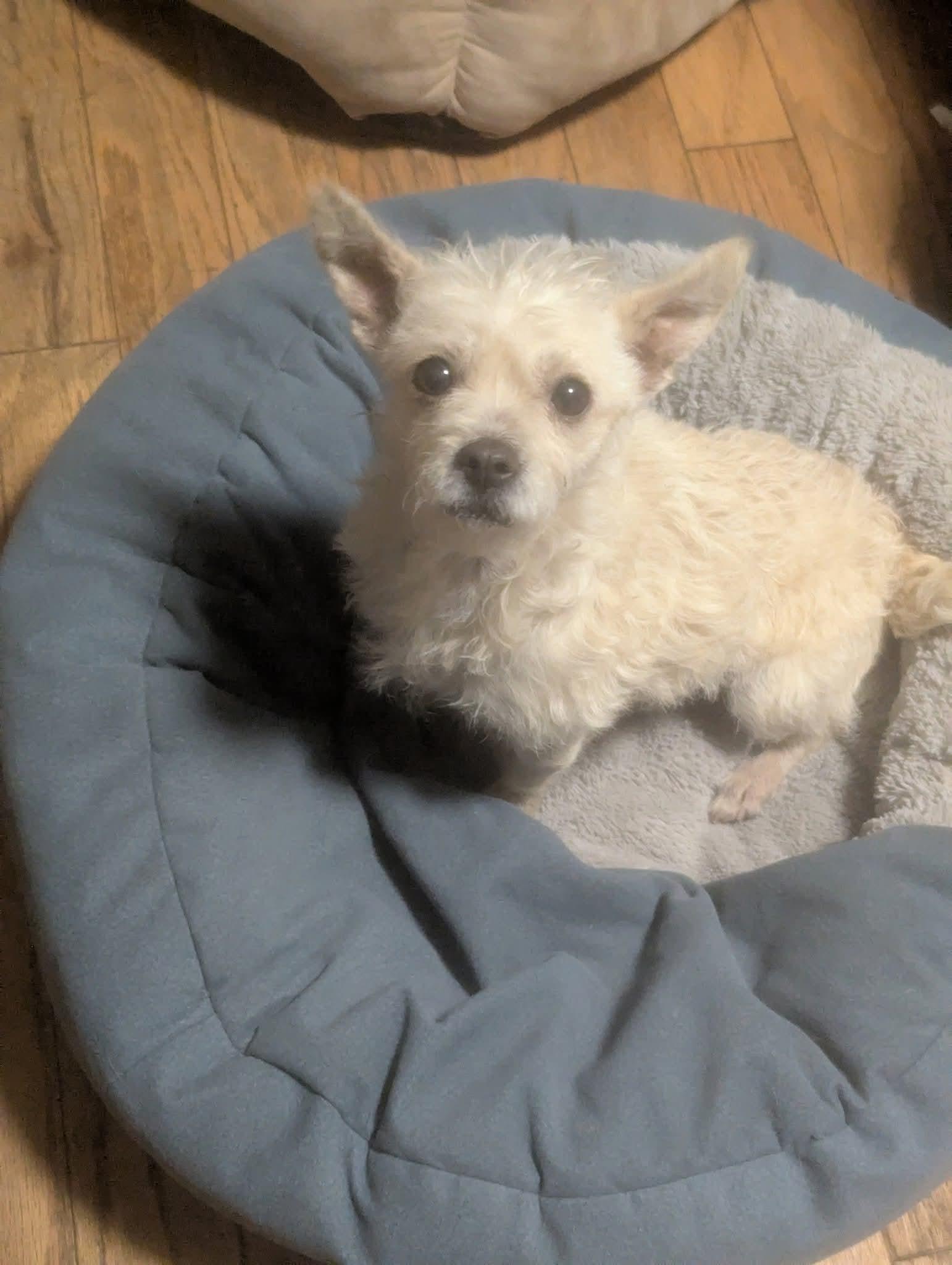 Enlarge Bethany , a ADOPTABLE mixed breed in Oakland, CA image 2/5