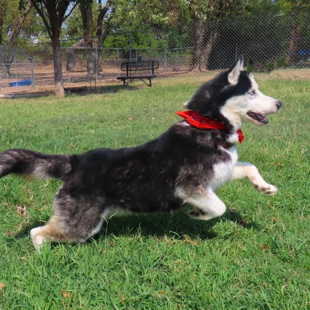 Enlarge Maverick, a Adoptable mixed breed in Waite Park, MN image 2/5