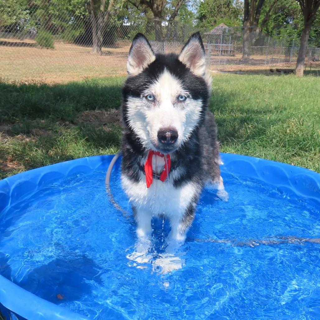 Enlarge Maverick, a Adoptable mixed breed in Waite Park, MN image 3/5