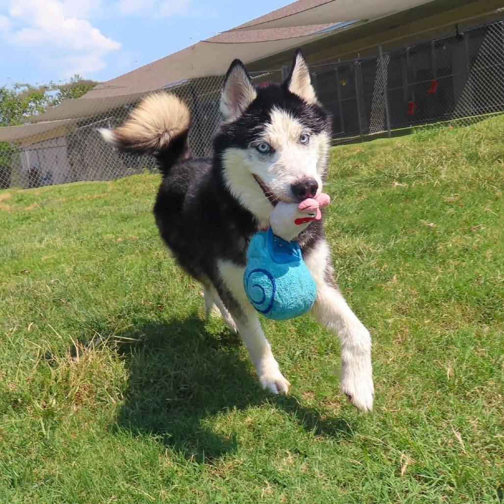 Enlarge Maverick, a Adoptable mixed breed in Waite Park, MN image 4/5
