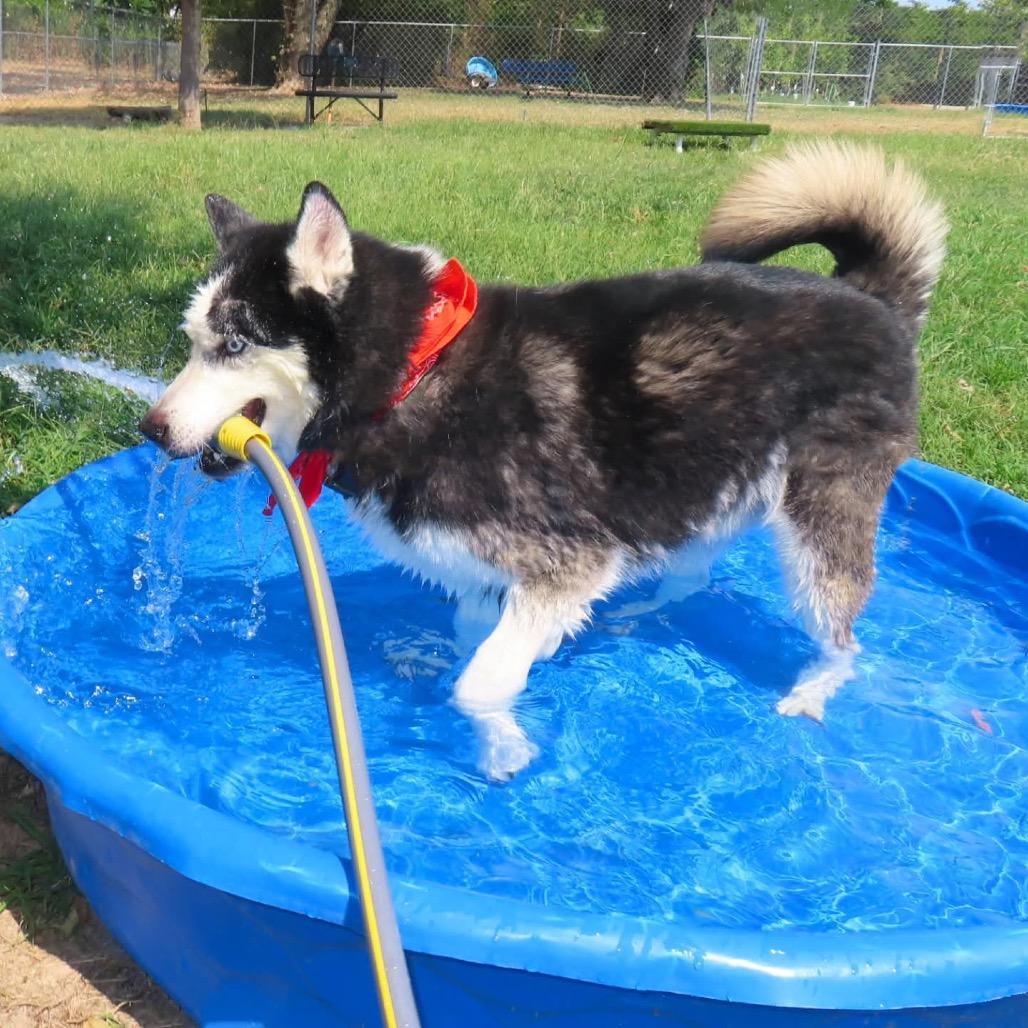 Enlarge Maverick, a Adoptable mixed breed in Waite Park, MN image 5/5
