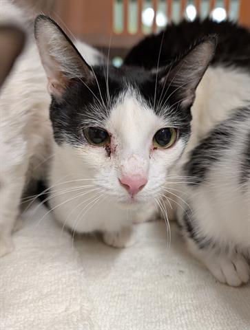 BARN CAT, Adoptable, Young Female Domestic Short Hair.