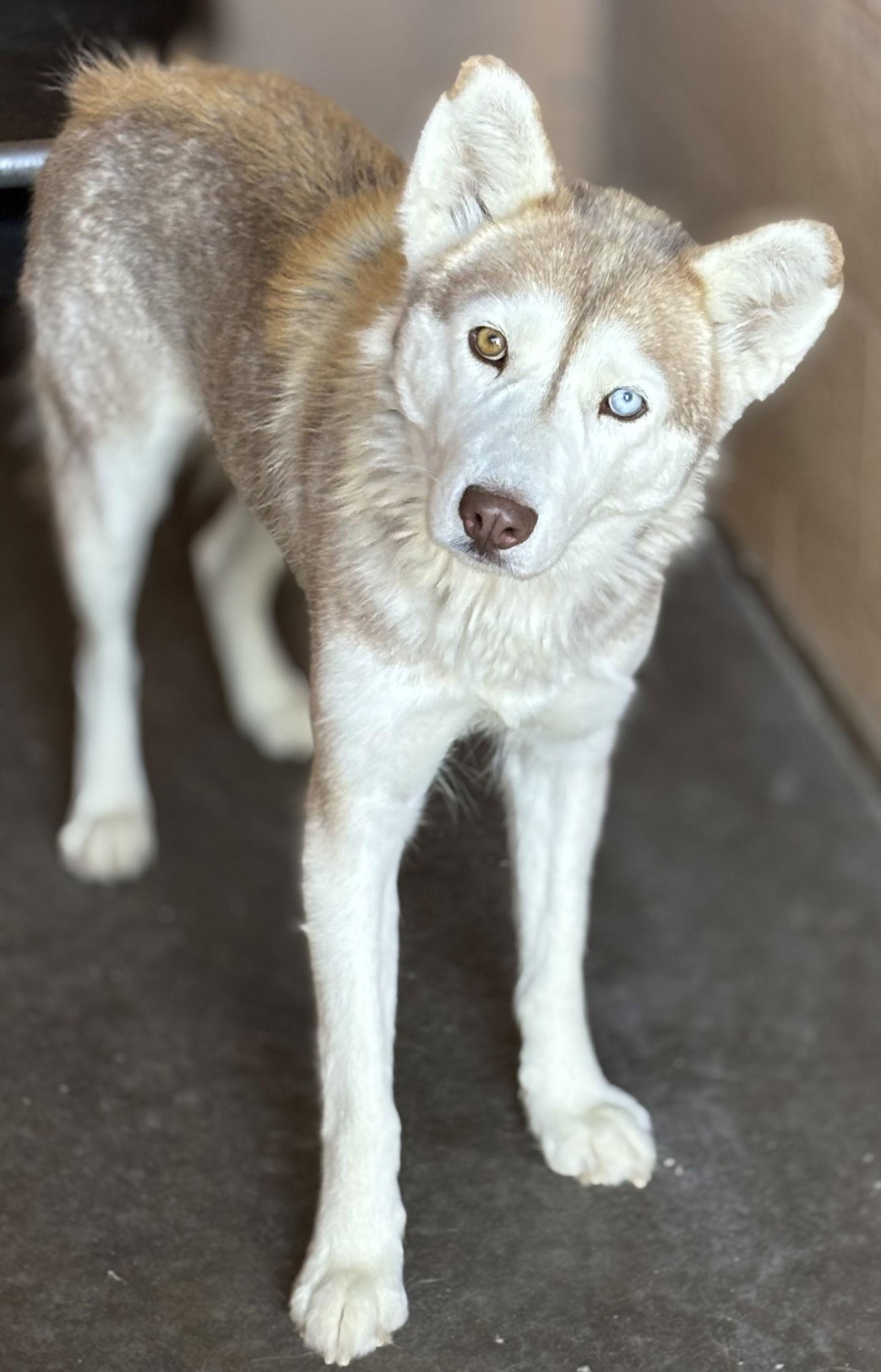 Enlarge Sakari, a Adoptable Husky in Las Vegas, NM image 1/1