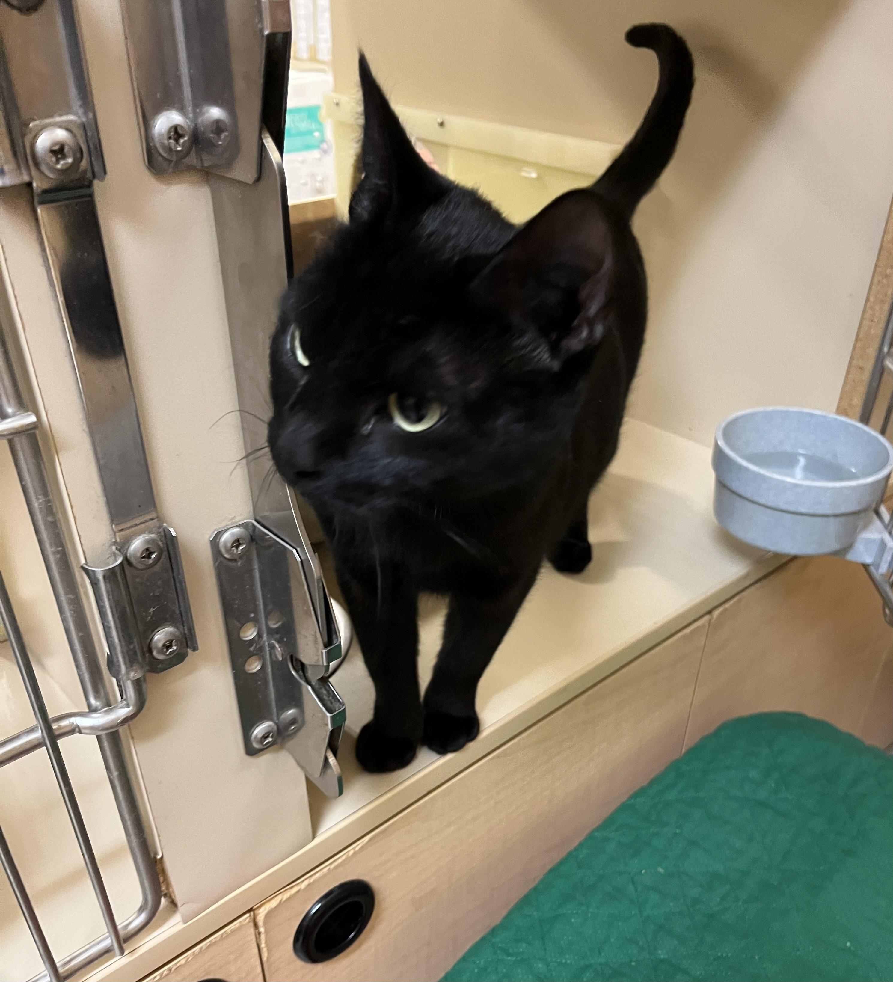 Mia, Adoptable, Kitten Female Domestic Short Hair.