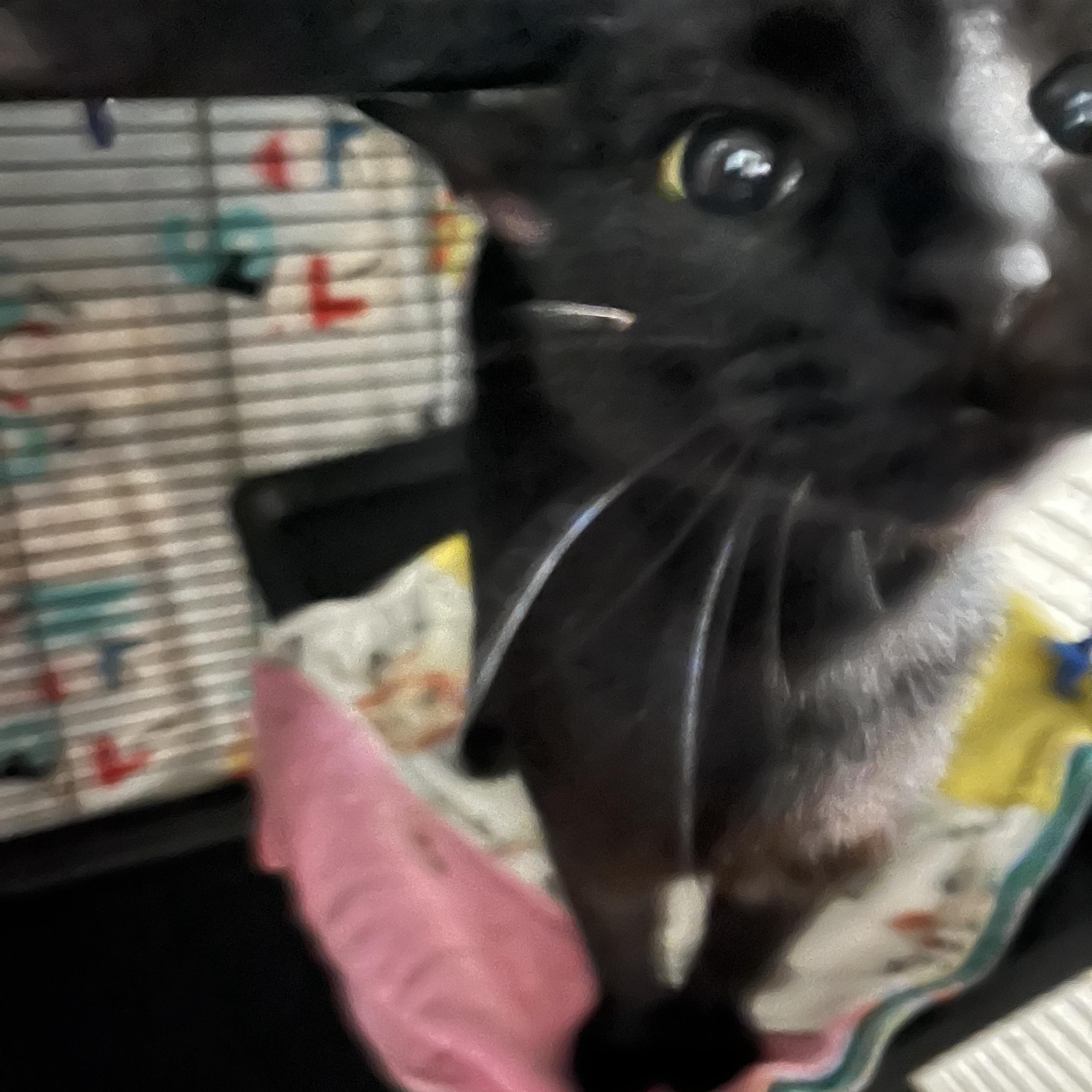 Enlarge Mia, a Adoptable Domestic Short Hair in Cortland, NY image 1/2