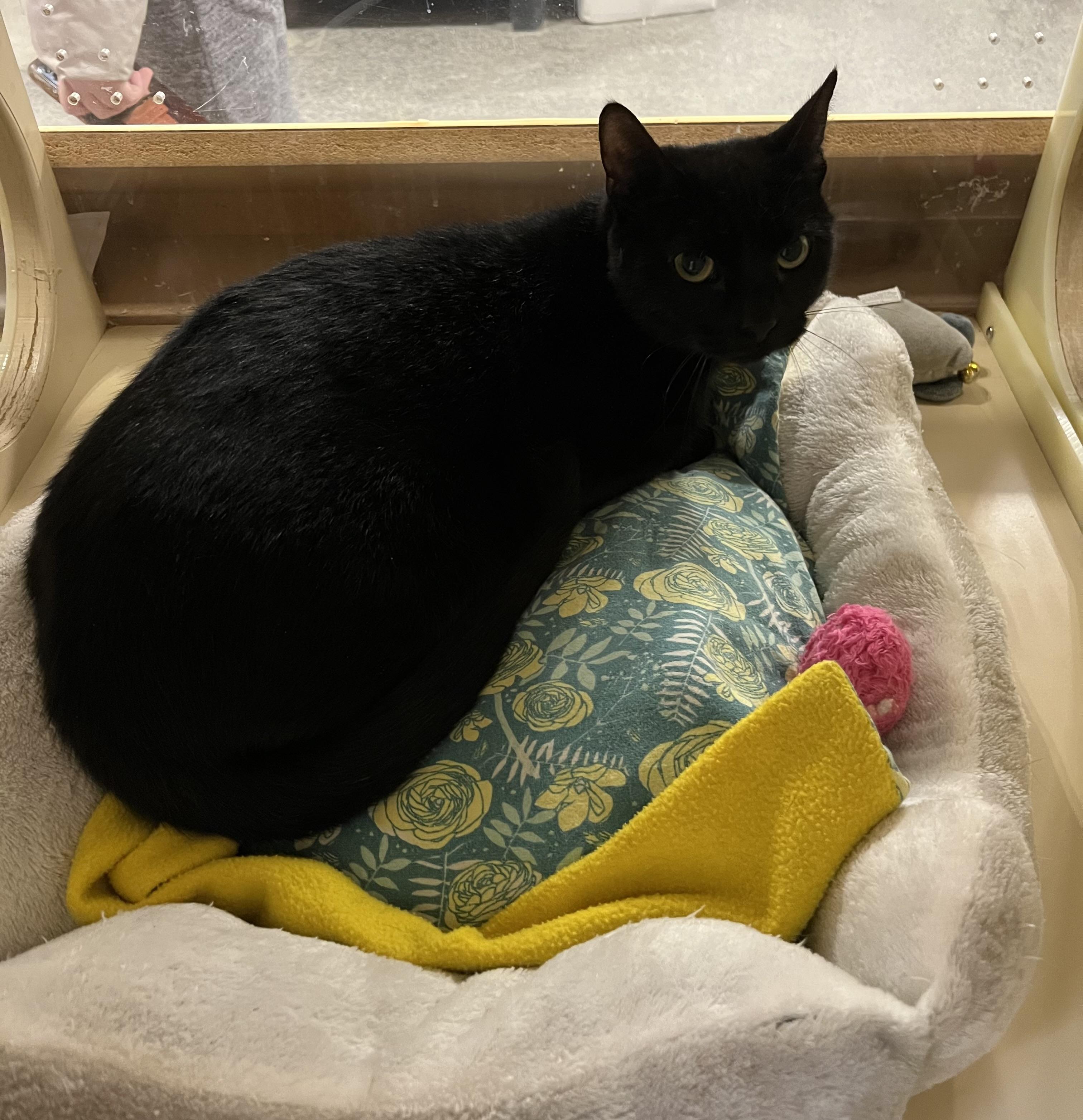 Enlarge Mia, an adopted Domestic Short Hair in DeWitt, NY image 4/4