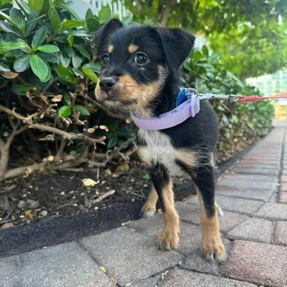 Enlarge Lila , a ADOPTABLE mixed breed in Miami, FL image 2/3