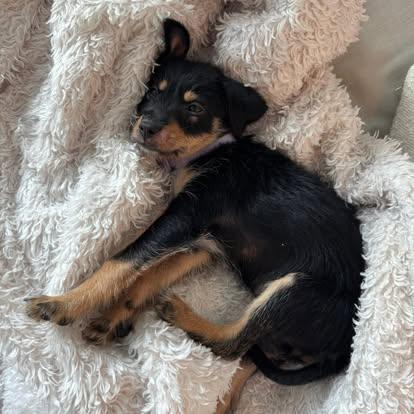 Enlarge Lila , a ADOPTABLE mixed breed in Miami, FL image 3/3