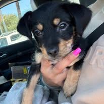 Lila - FOSTER OR FOSTER TO ADOPT OR , ADOPTABLE, Puppy Female Dachshund & Chihuahua.