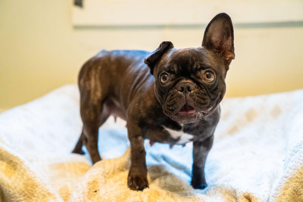 Maggie, a ADOPTABLE French Bulldog in Dellslow, WV image 4/6