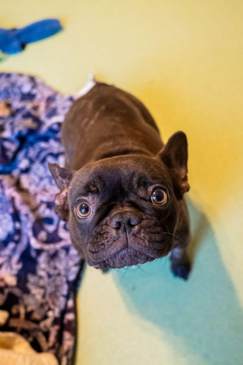 Maggie, a ADOPTABLE French Bulldog in Dellslow, WV image 3/6