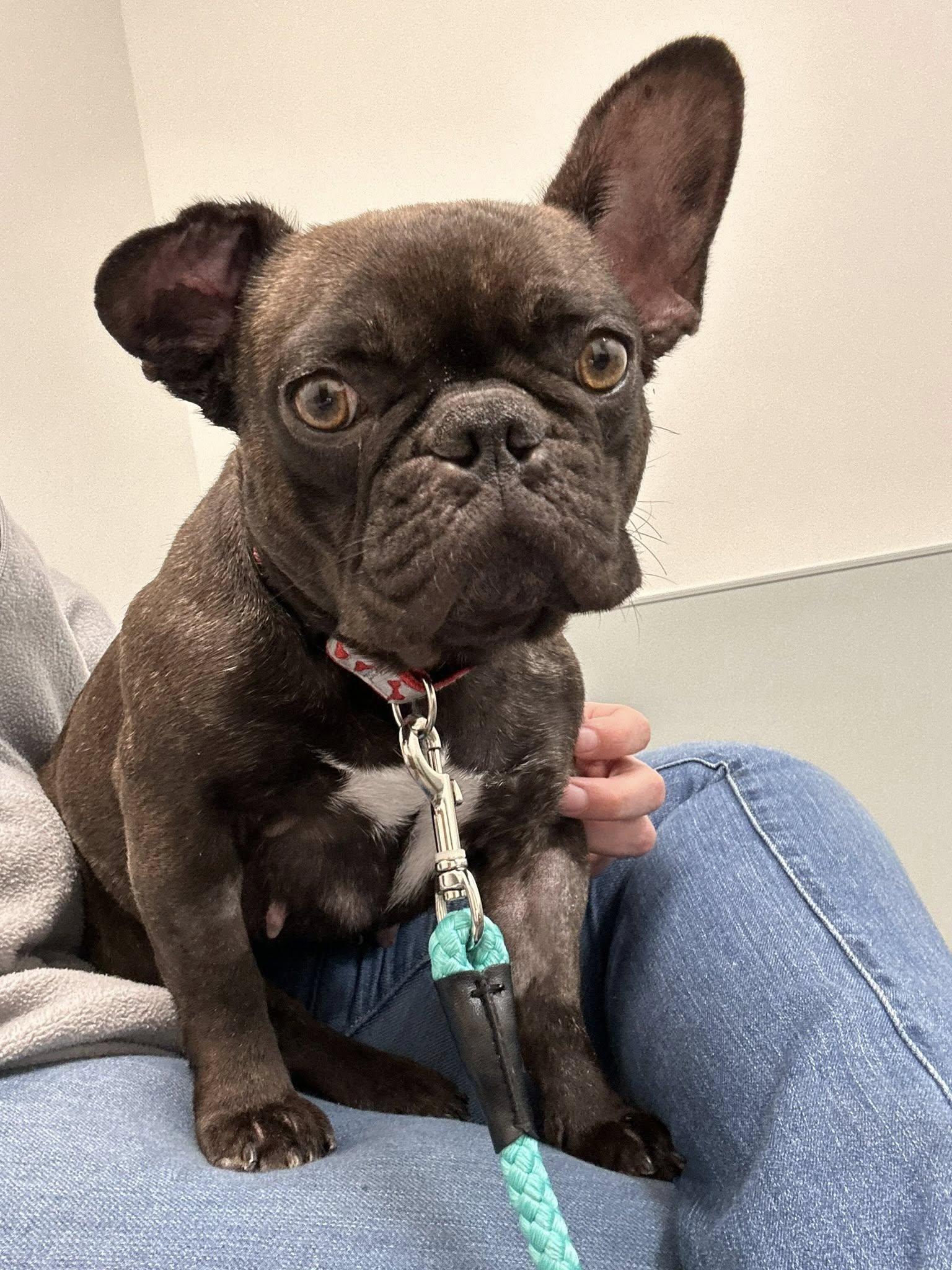 Maggie, ADOPTABLE, Adult Female French Bulldog.