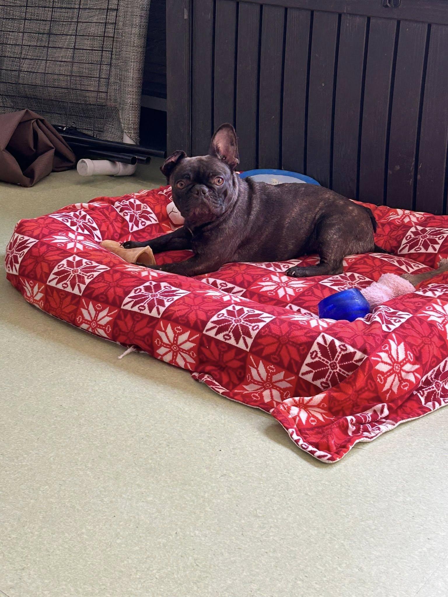 Maggie, a ADOPTABLE French Bulldog in Dellslow, WV image 2/6