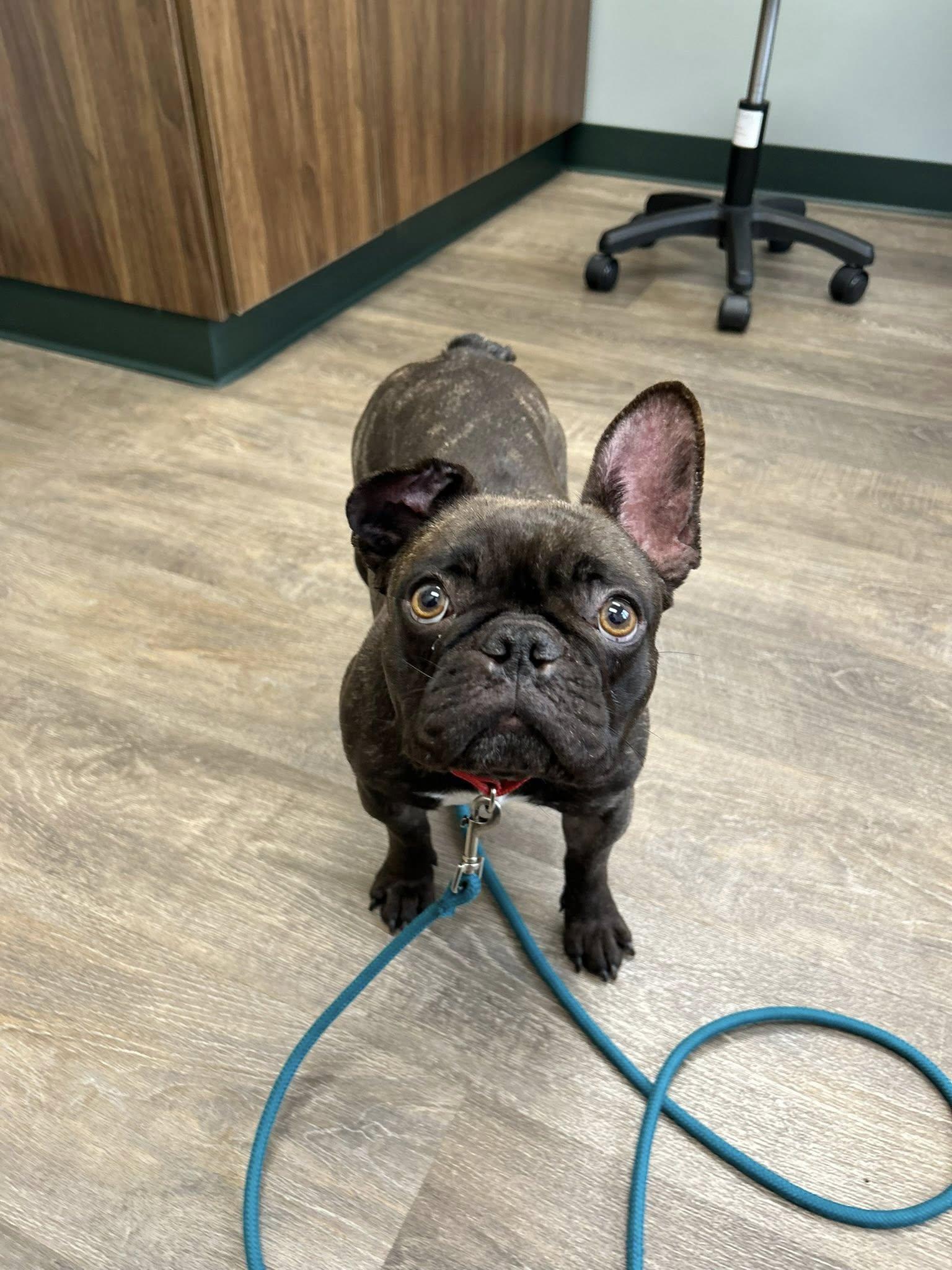Maggie, a ADOPTABLE French Bulldog in Dellslow, WV image 6/6