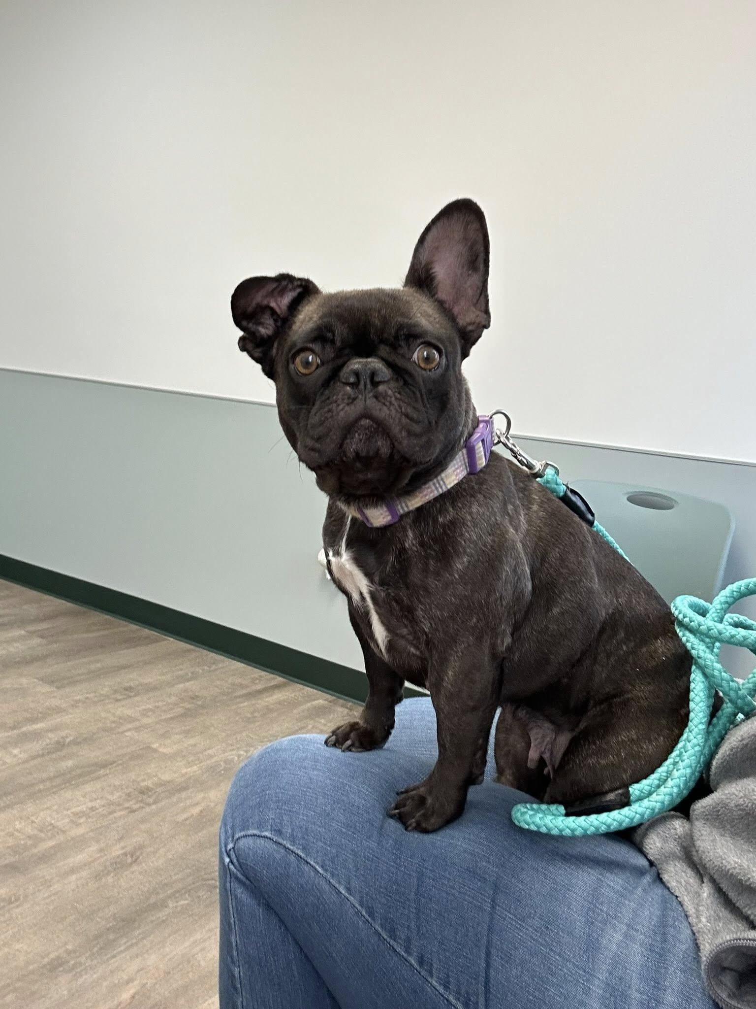 Maggie, a ADOPTABLE French Bulldog in Dellslow, WV image 5/6