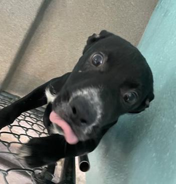 Mogget, Adoptable, Young Male Rottweiler.