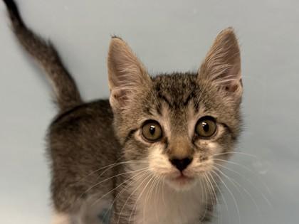 Enlarge Snorkle, a Adoptable mixed breed in Woodbury, MN image 1/1