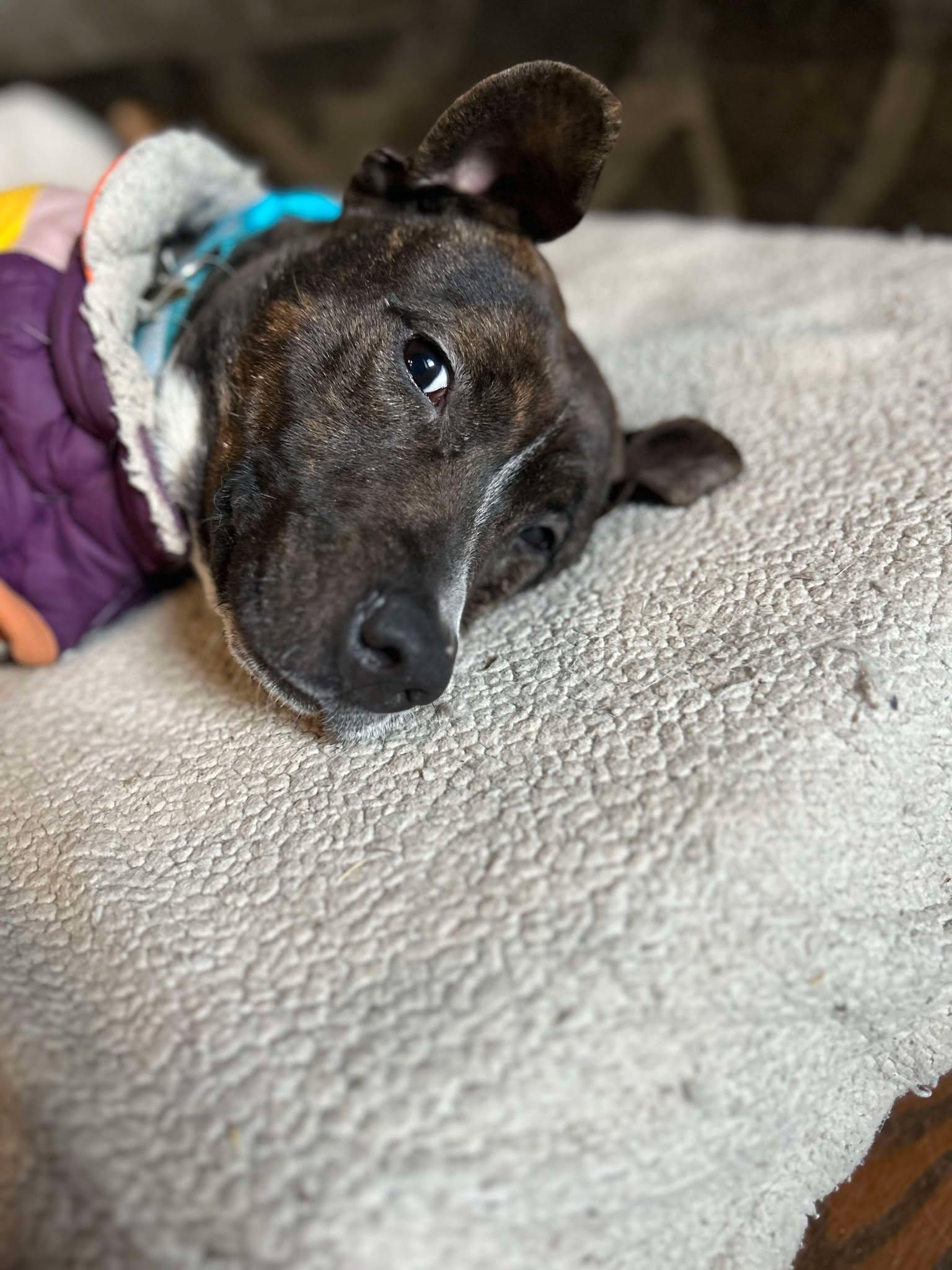 Enlarge Cocoa, a Adoptable mixed breed in Saugerties, NY image 2/5