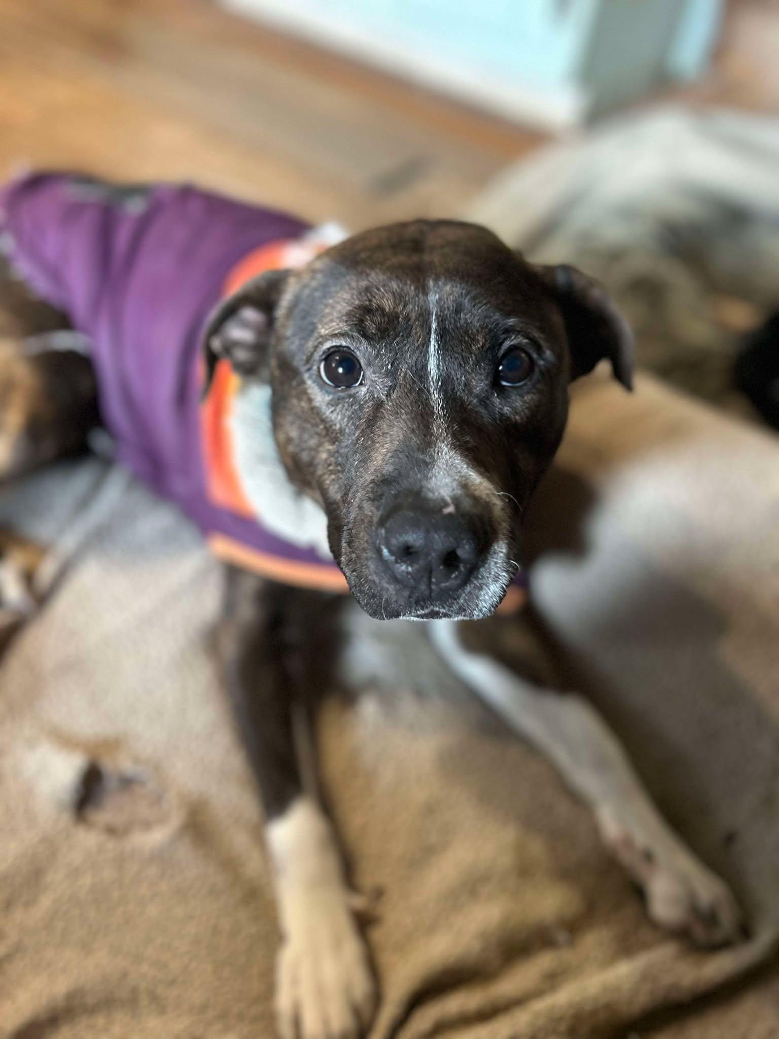 Enlarge Cocoa, a Adoptable mixed breed in Saugerties, NY image 4/5