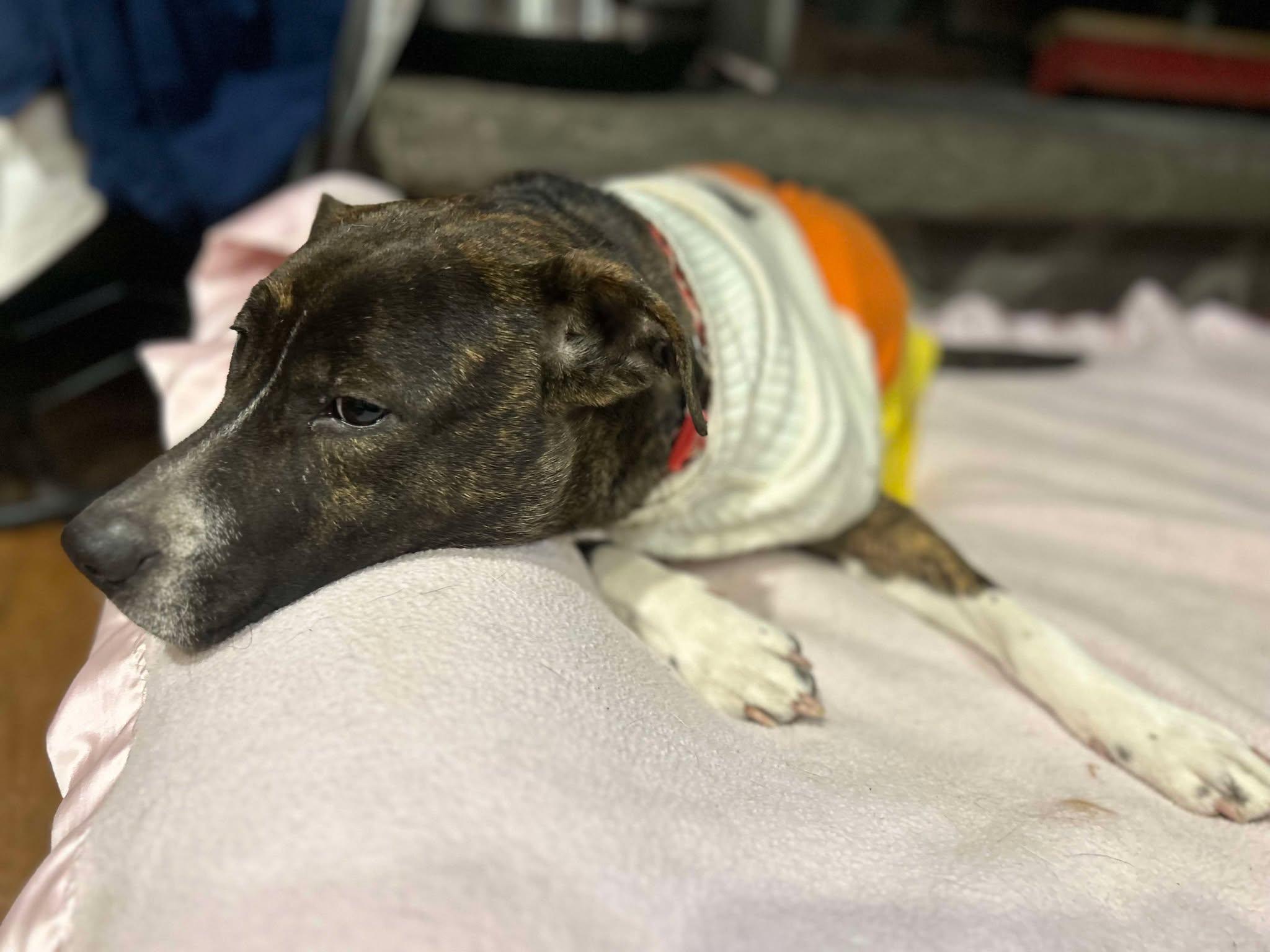 Enlarge Cocoa, a Adoptable mixed breed in Saugerties, NY image 5/5