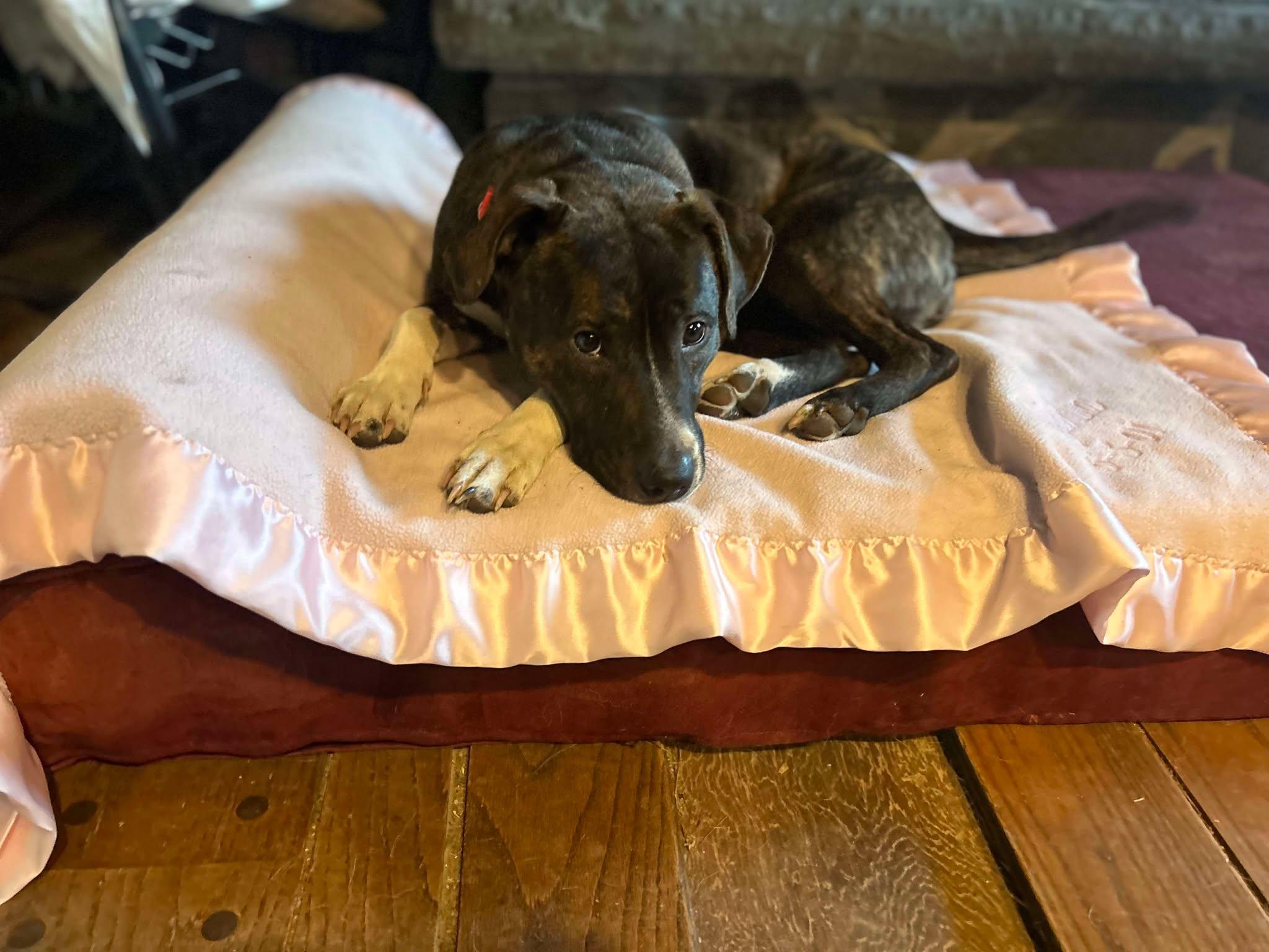 Enlarge Cocoa, a Adoptable mixed breed in Saugerties, NY image 3/5