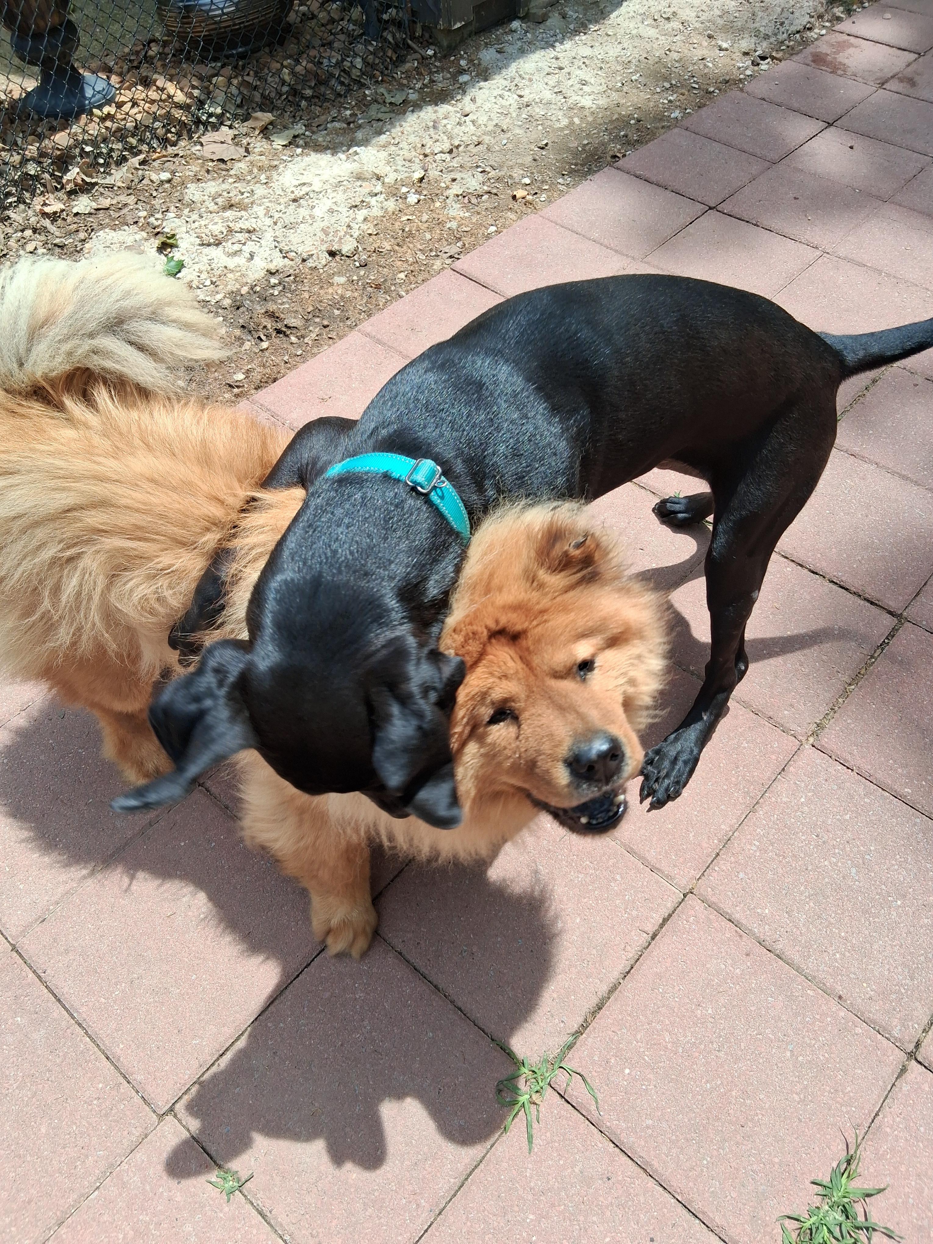 Enlarge Menudo, a ADOPTABLE mixed breed in Memphis, TN image 1/1