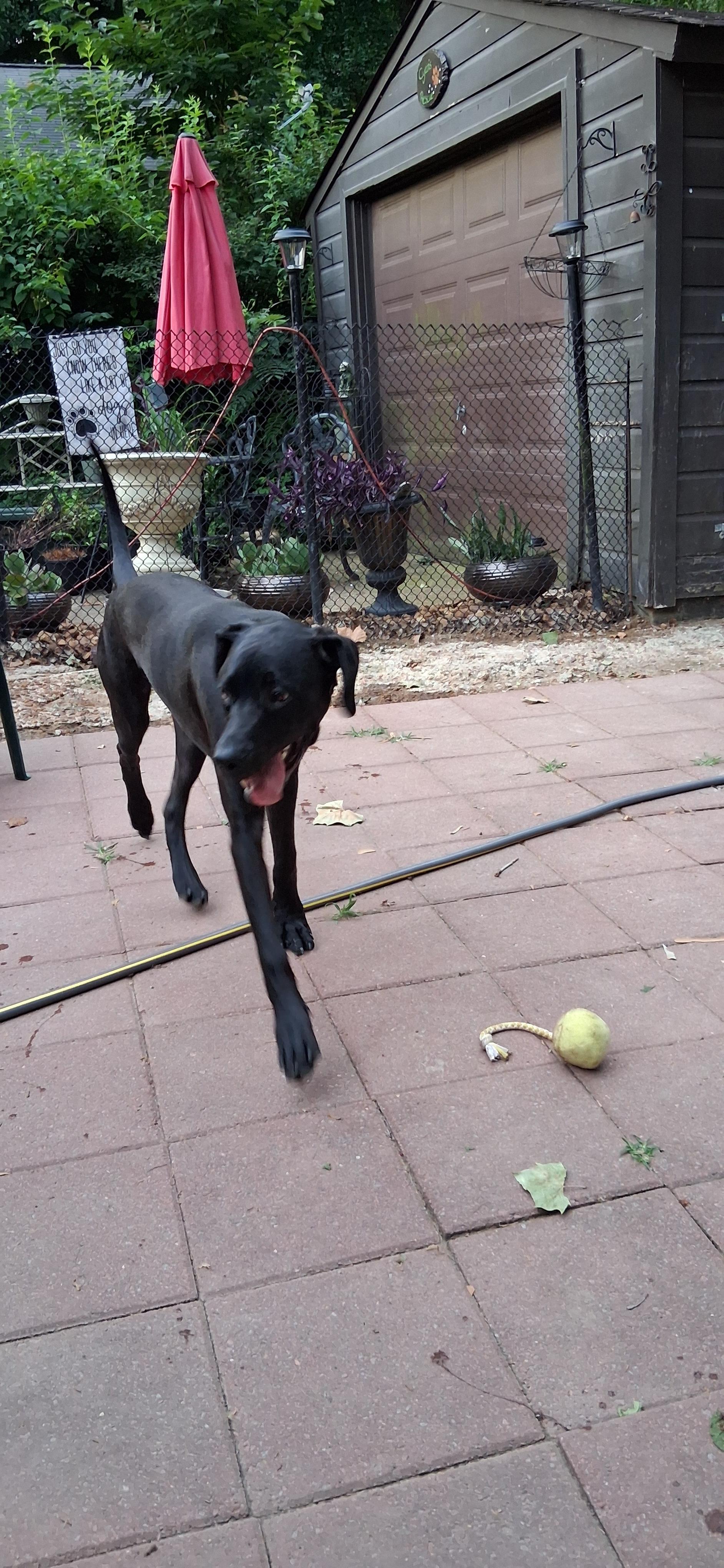 Enlarge Menudo, a ADOPTABLE mixed breed in Memphis, TN image 3/4