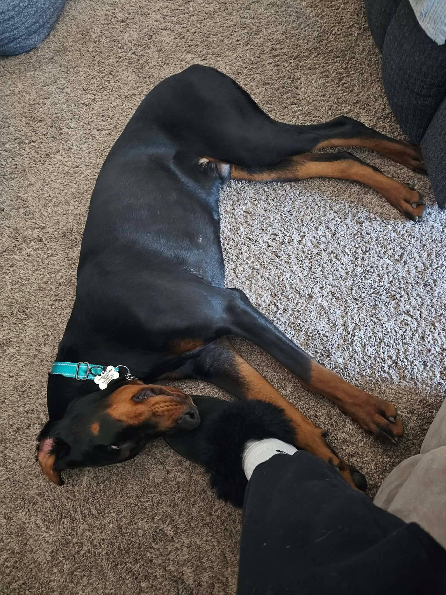 Trooper, Adopted, Young Male Doberman Pinscher.