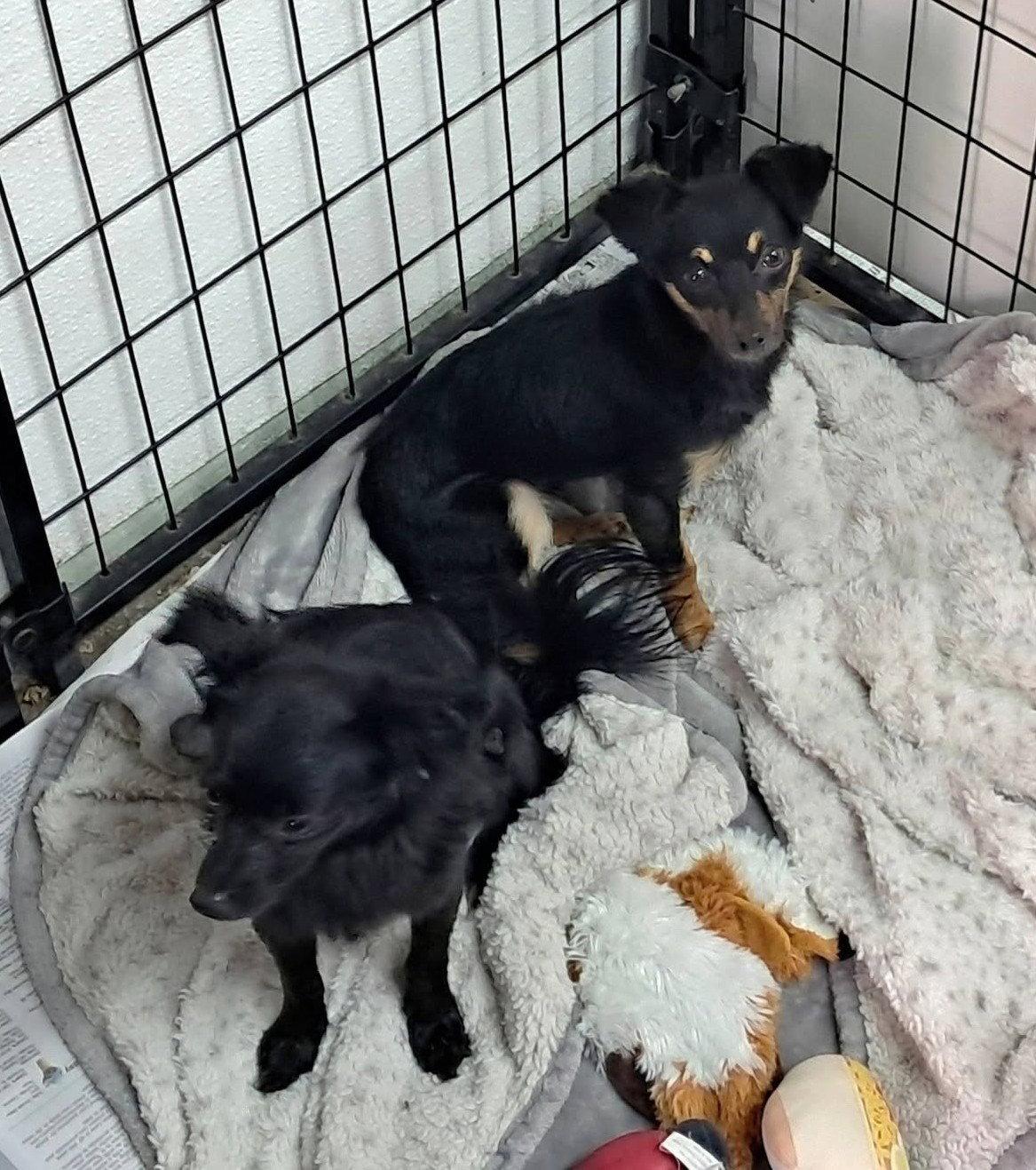 Mojo Jojo, Adoptable, Young Male Chihuahua.