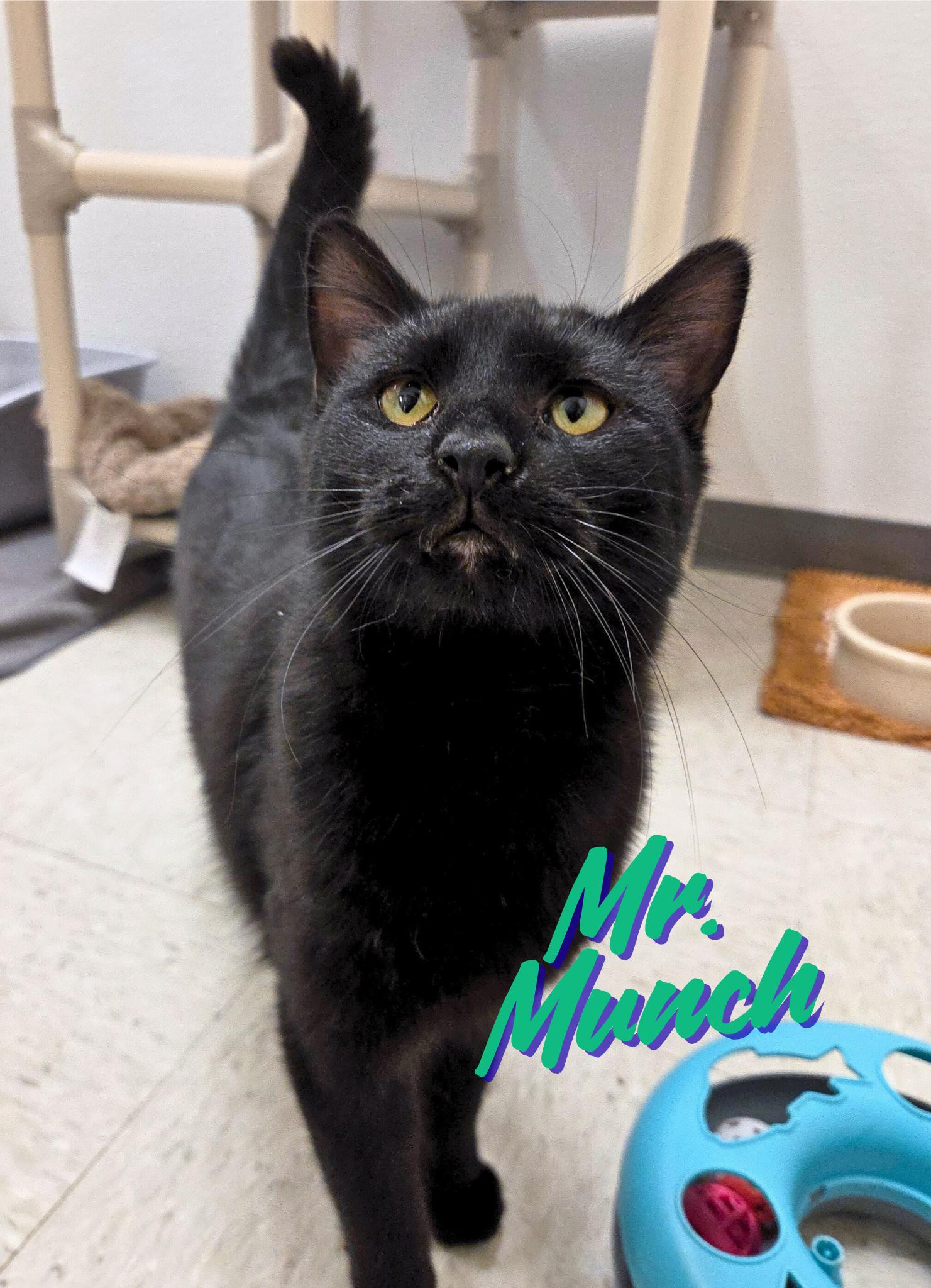 Enlarge Mr. Munch, a ADOPTABLE Domestic Short Hair in Nevada, IA image 1/2